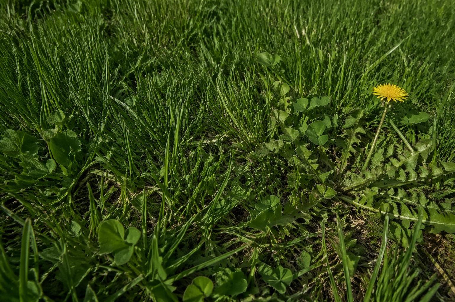 découvrez comment choisir un désherbant sélectif pour gazon efficace et écologique, qui élimine les mauvaises herbes sans abîmer votre pelouse ni nuire à l'environnement.