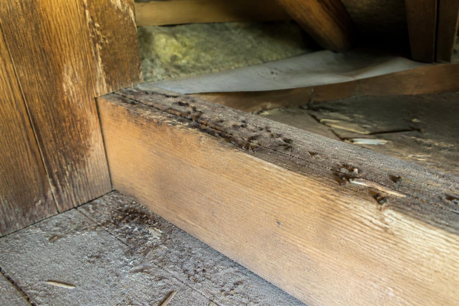 découvrez les dangers méconnus des crottes de rat séchées et apprenez les démarches efficaces pour les éliminer en toute sécurité de votre domicile.