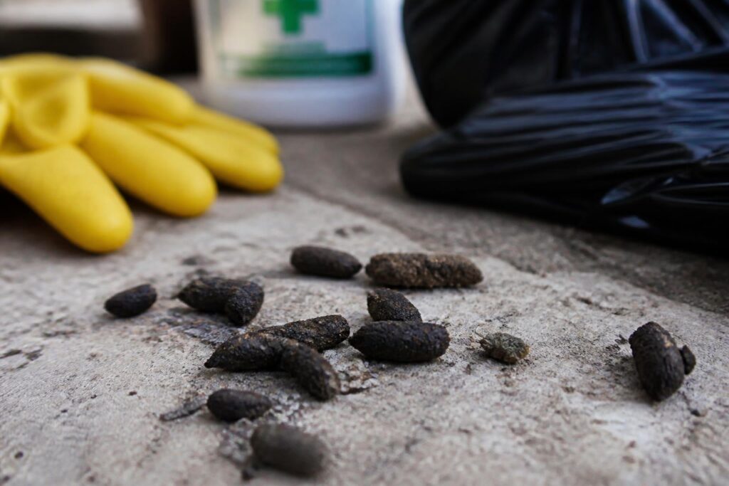 découvrez les dangers méconnus des crottes de rat séchées et apprenez les démarches efficaces pour les éliminer en toute sécurité.