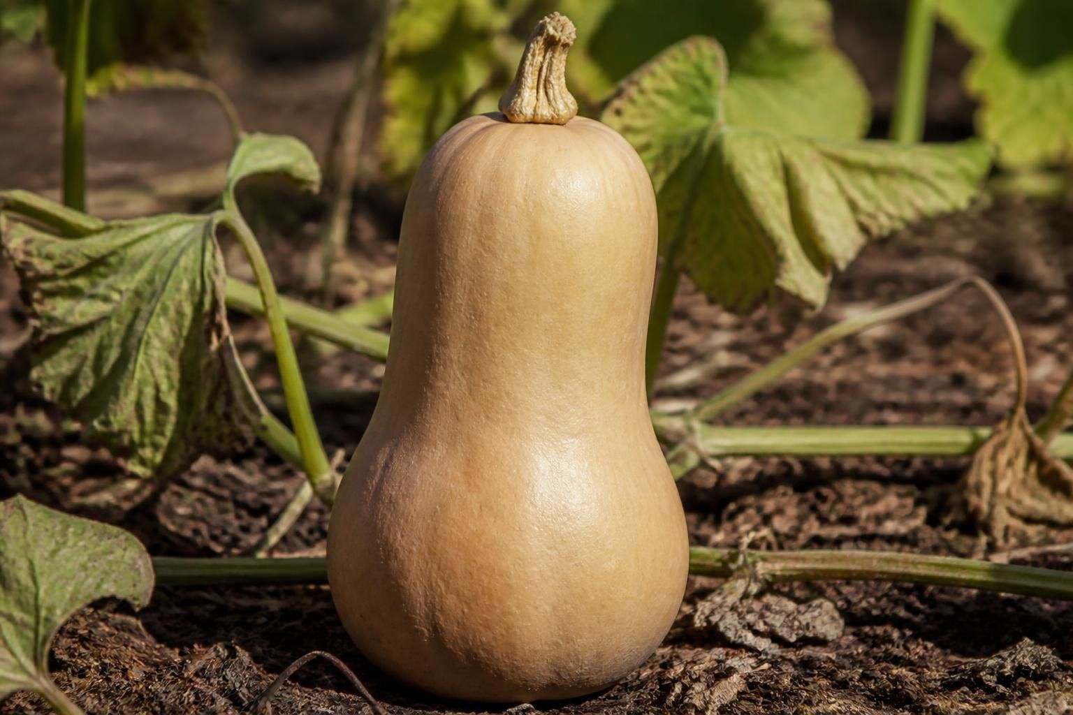 Quand ramasser les butternut : les signes de maturité pour une récolte au bon moment 2 découvrez quand ramasser vos courges butternut en reconnaissant les signes de maturité essentiels pour une récolte réussie et savoureuse.