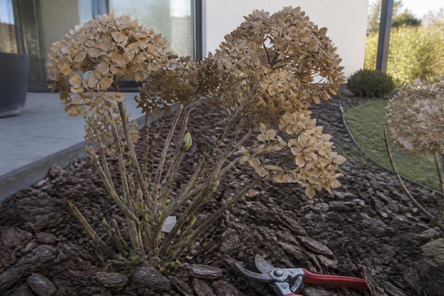 découvrez comment tailler vos hortensias pour favoriser une floraison abondante tout en préservant les bourgeons à venir. conseils pratiques et astuces de taille.