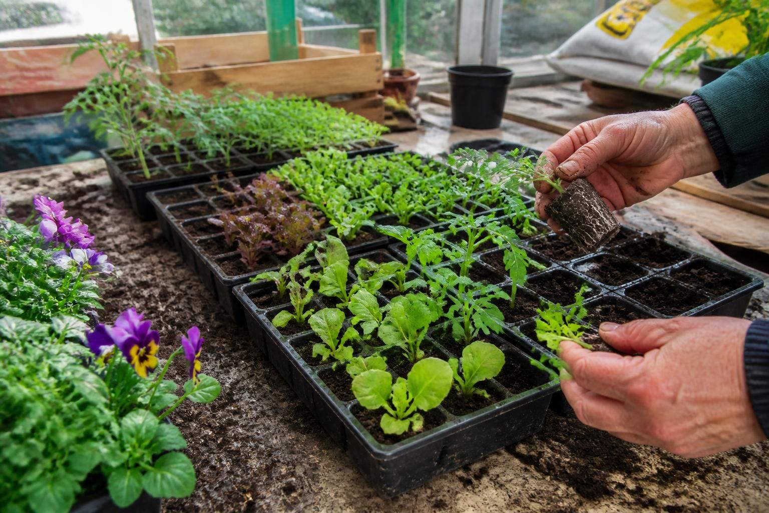 Plantation en mini-mottes : Découvrez les astuces essentielles pour réussir 2 apprenez les techniques indispensables pour réussir la plantation en mini-mottes et garantir la croissance optimale de vos plantes.