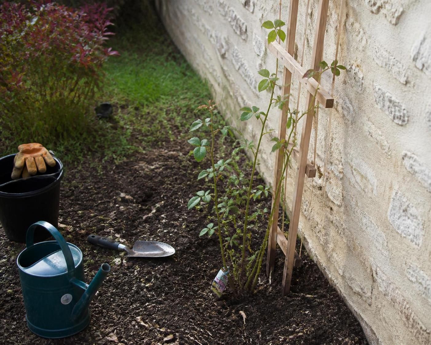 Quand planter un rosier grimpant pour optimiser son enracinement : le guide essentiel 2 découvrez le meilleur moment pour planter un rosier grimpant et assurer un enracinement optimal grâce à notre guide complet et essentiel.