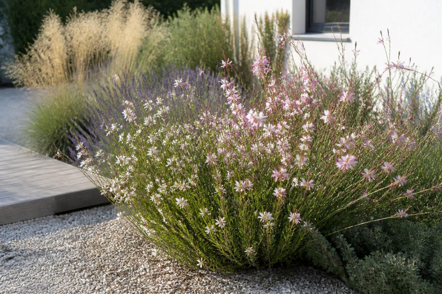 découvrez le moment parfait pour tailler les gauras et favoriser une floraison abondante et éclatante dans votre jardin.